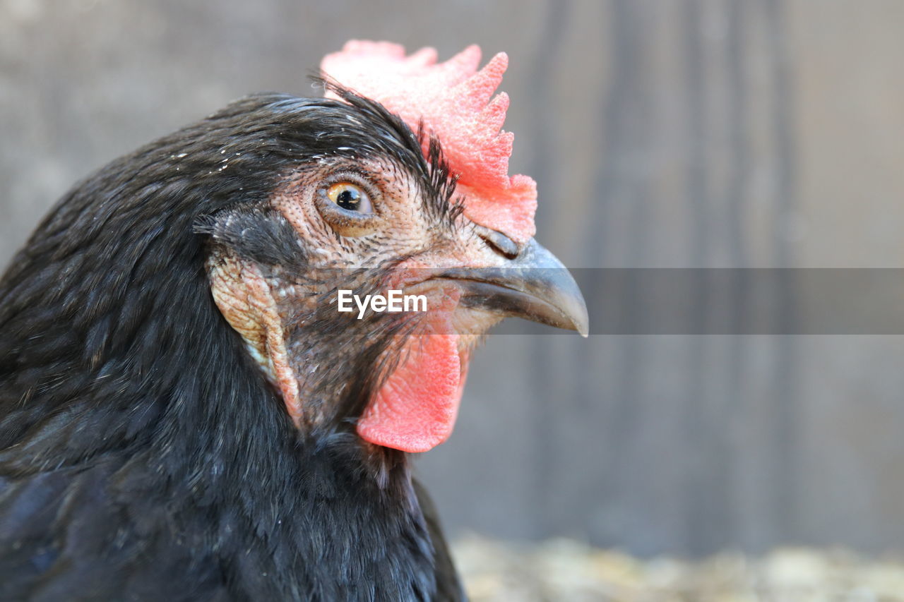 Close-up of a chicken