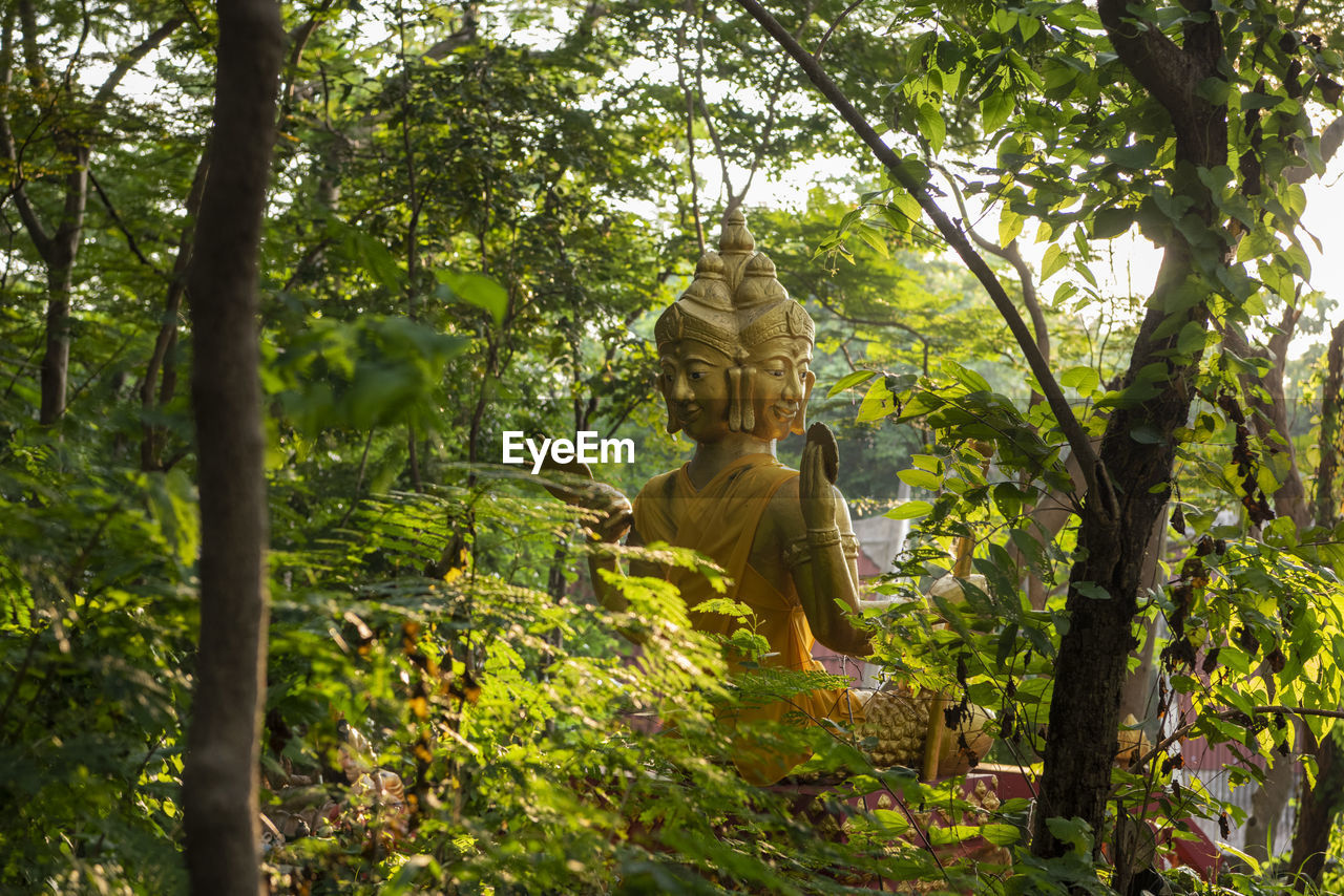 low angle view of monkey on tree in forest