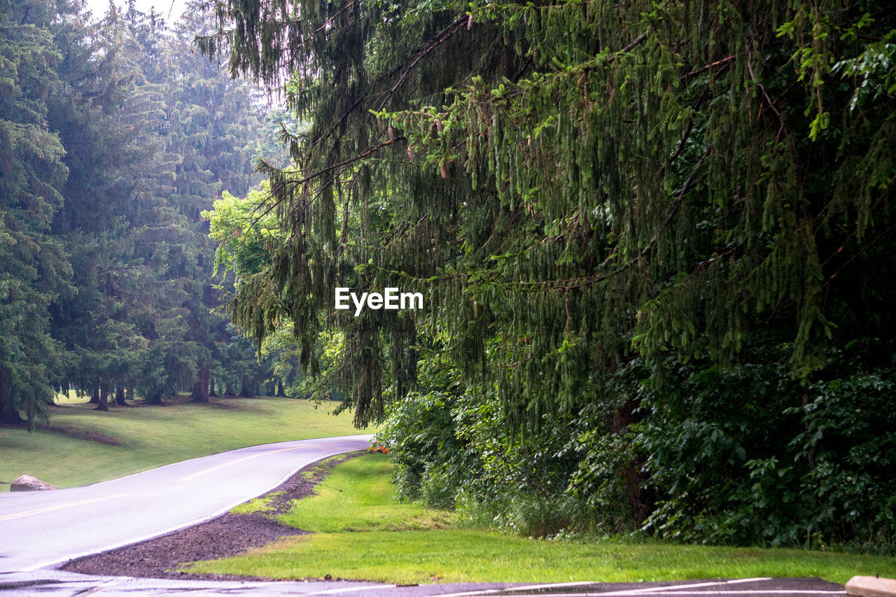 Road amidst trees in forest