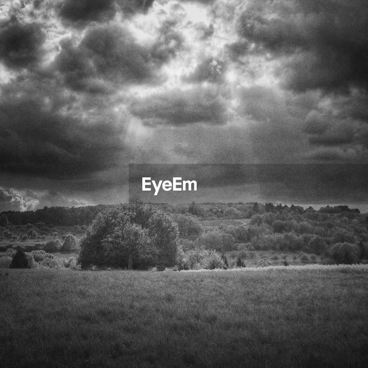 TREES ON GRASSY FIELD AGAINST CLOUDY SKY