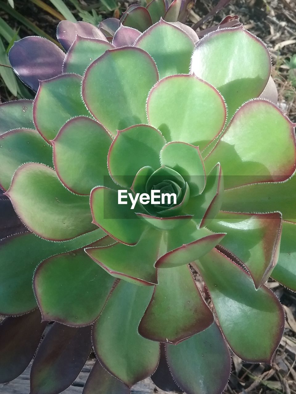 green color, growth, cactus, leaf, nature, plant, beauty in nature, no people, outdoors, high angle view, day, close-up, flower, fragility, prickly pear cactus, freshness