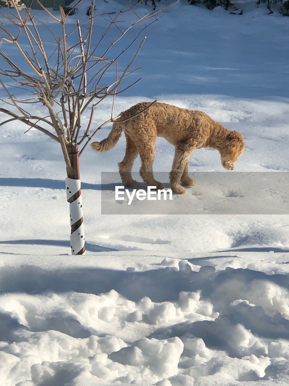 DOG STANDING ON SNOW FIELD