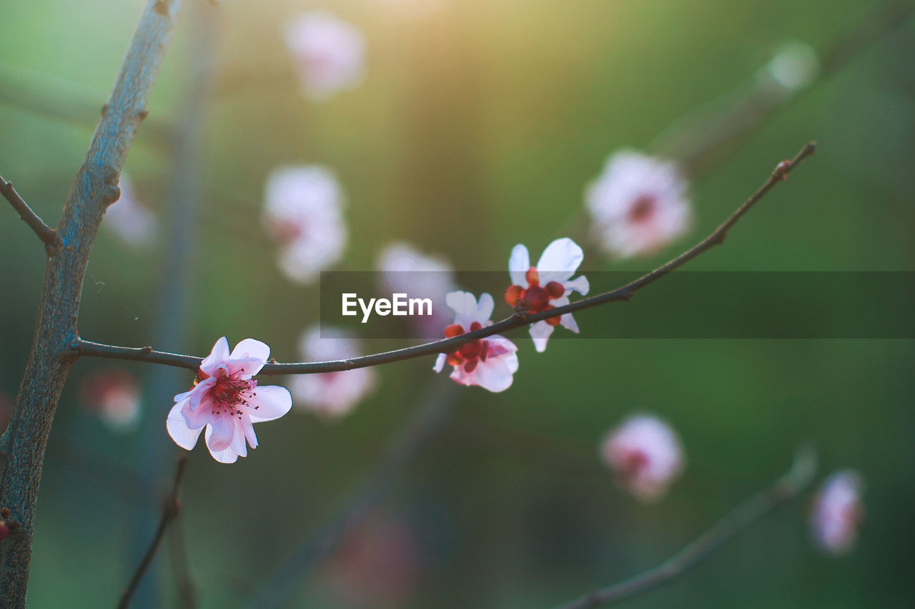 Close-up of cherry blossoms in spring