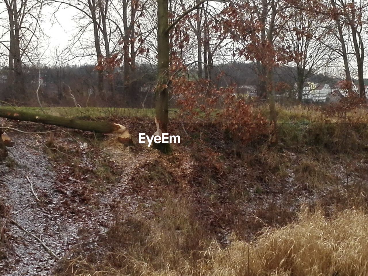 TREES ON FIELD IN FOREST