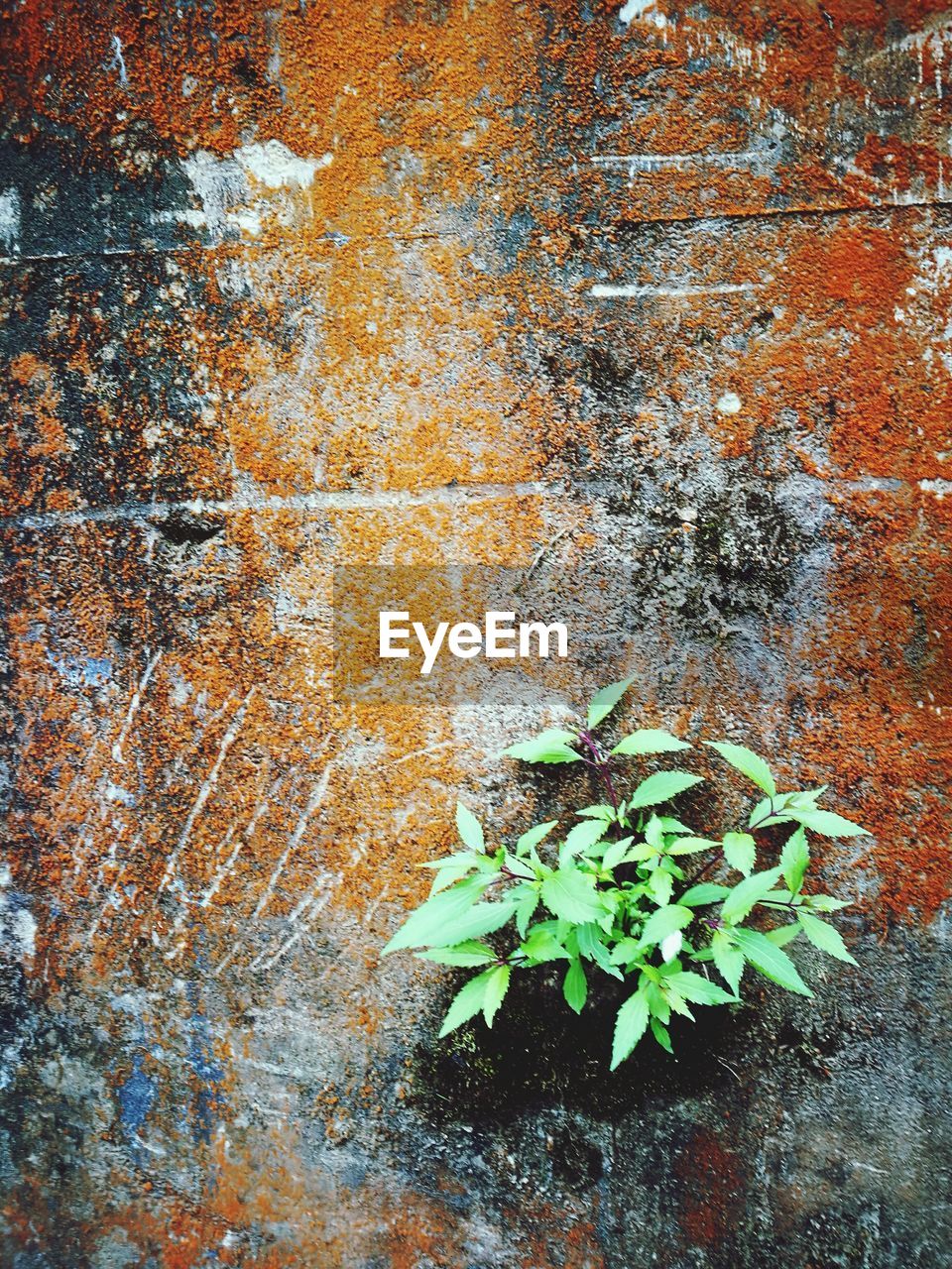 Full frame shot of plants