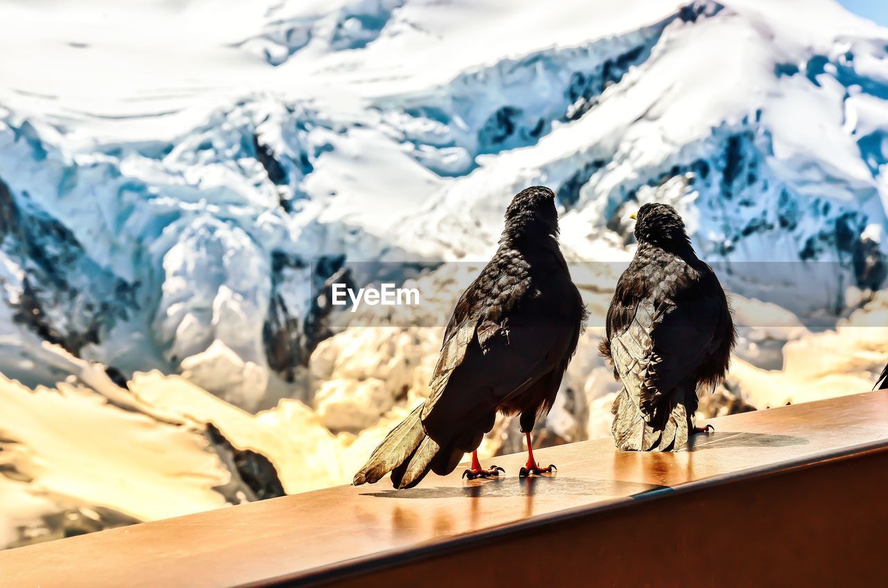 View of birds perching on snowcapped mountain