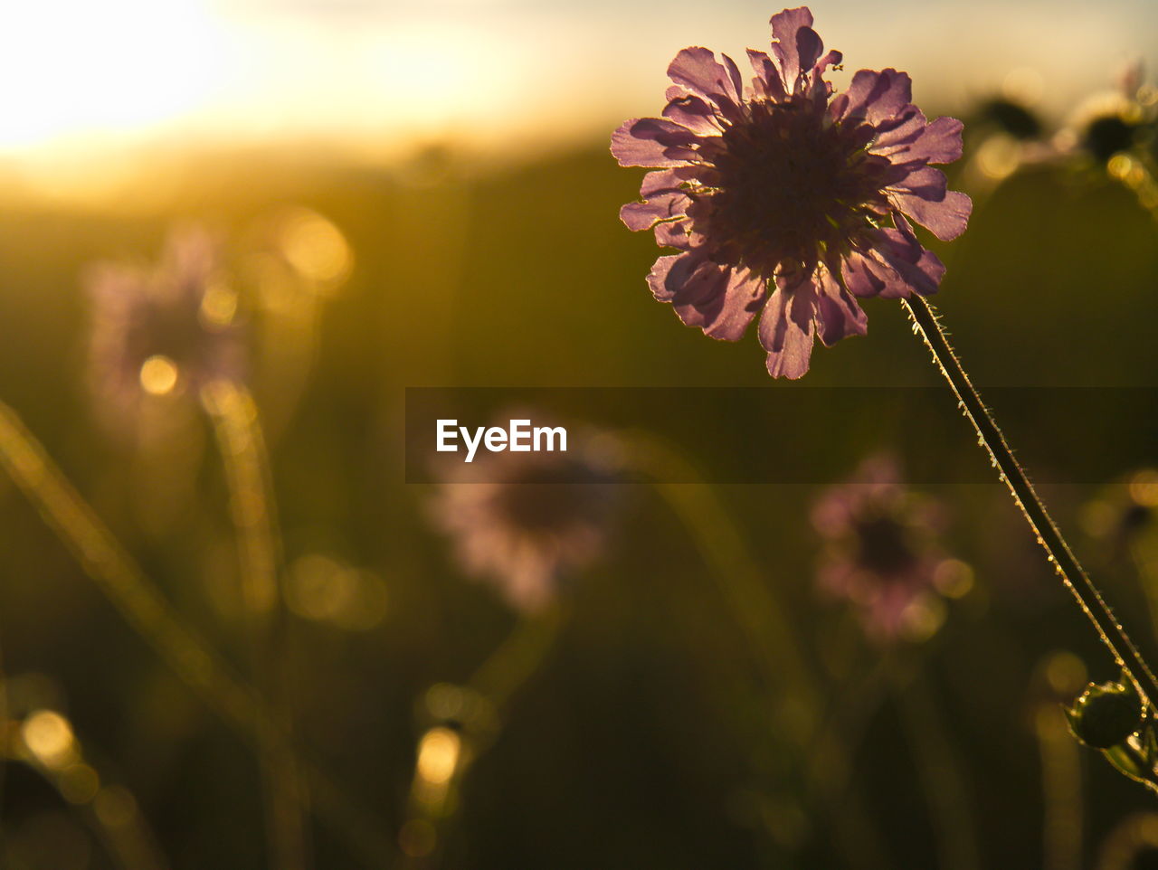 Close-up of flower blooming outdoors