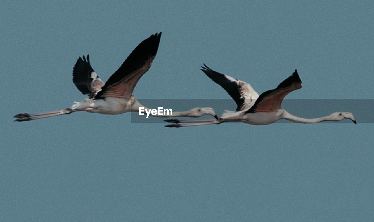 LOW ANGLE VIEW OF BIRDS FLYING