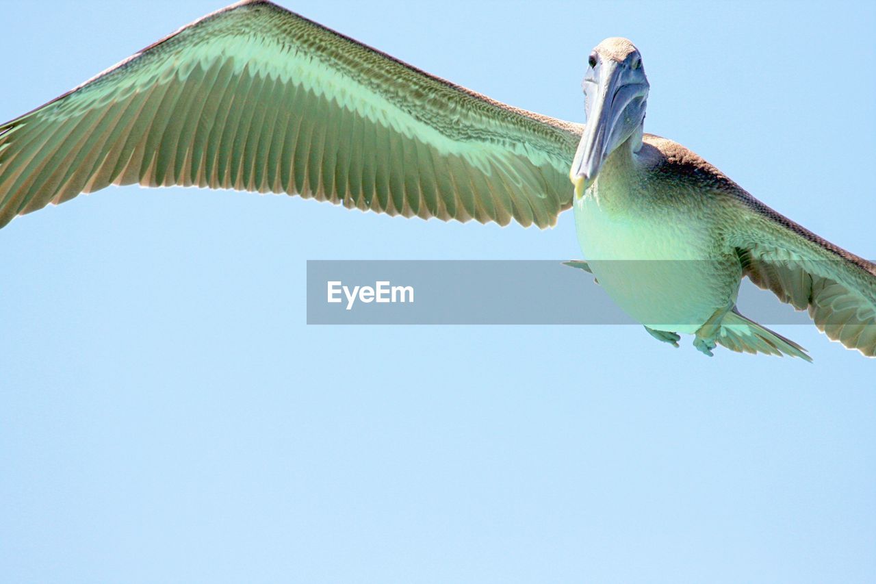 Low angle view of bird flying against clear blue sky