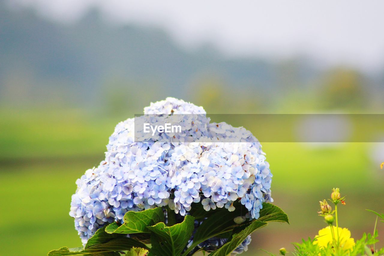 CLOSE-UP OF WHITE HYDRANGEAS