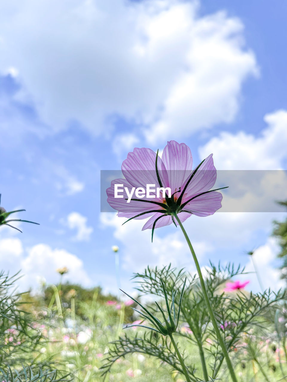 CLOSE-UP OF PINK COSMOS FLOWERS AGAINST SKY