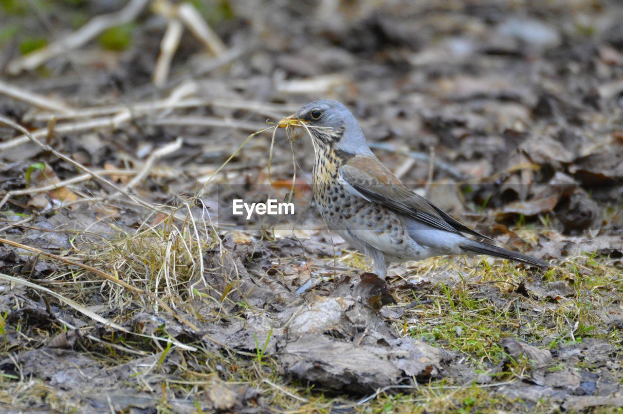 Close-up of a bird perching on a field