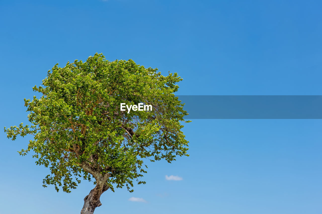 One tree and cloudless blue sky. loneliness concept. copy space