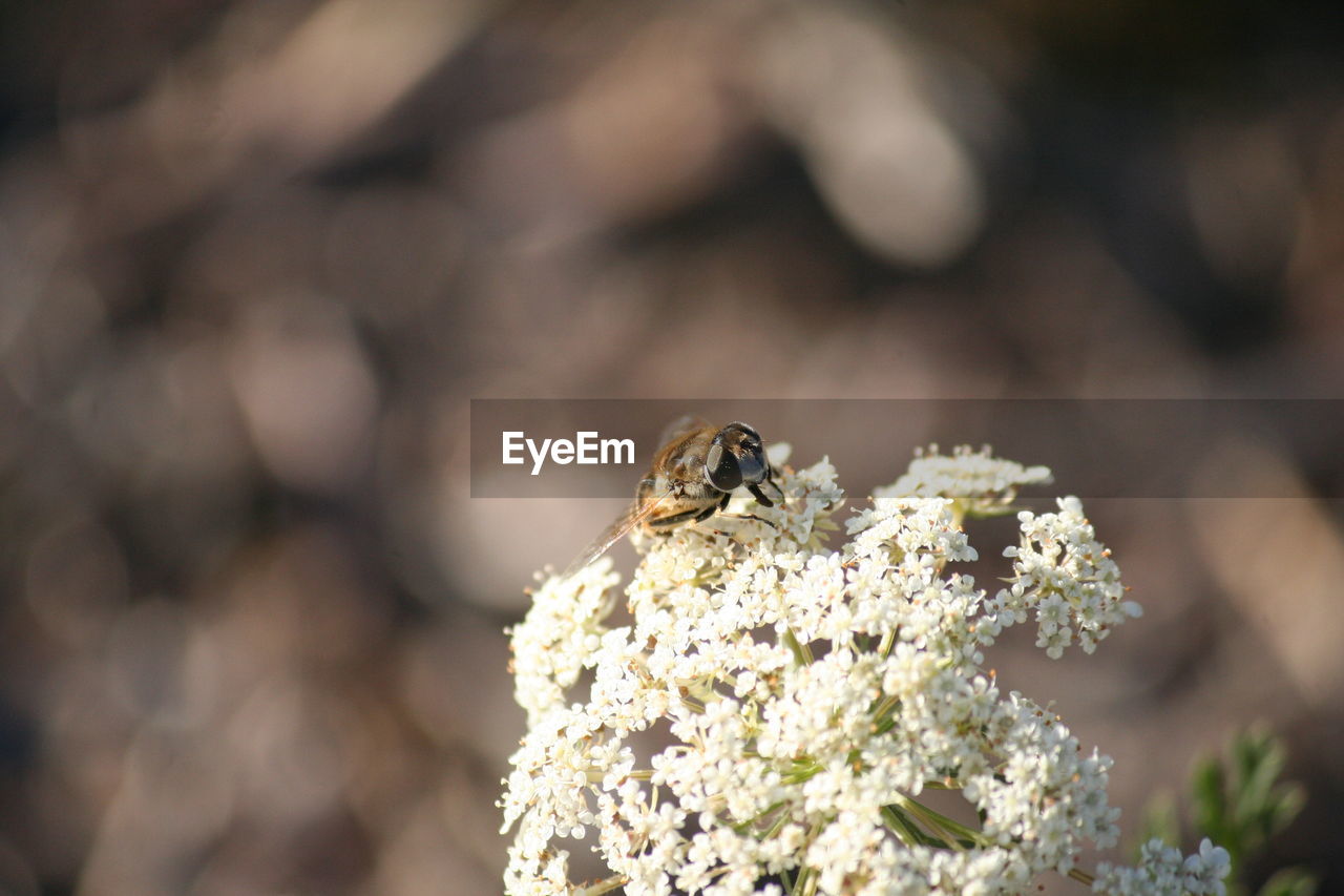 Close-up of insect on tree