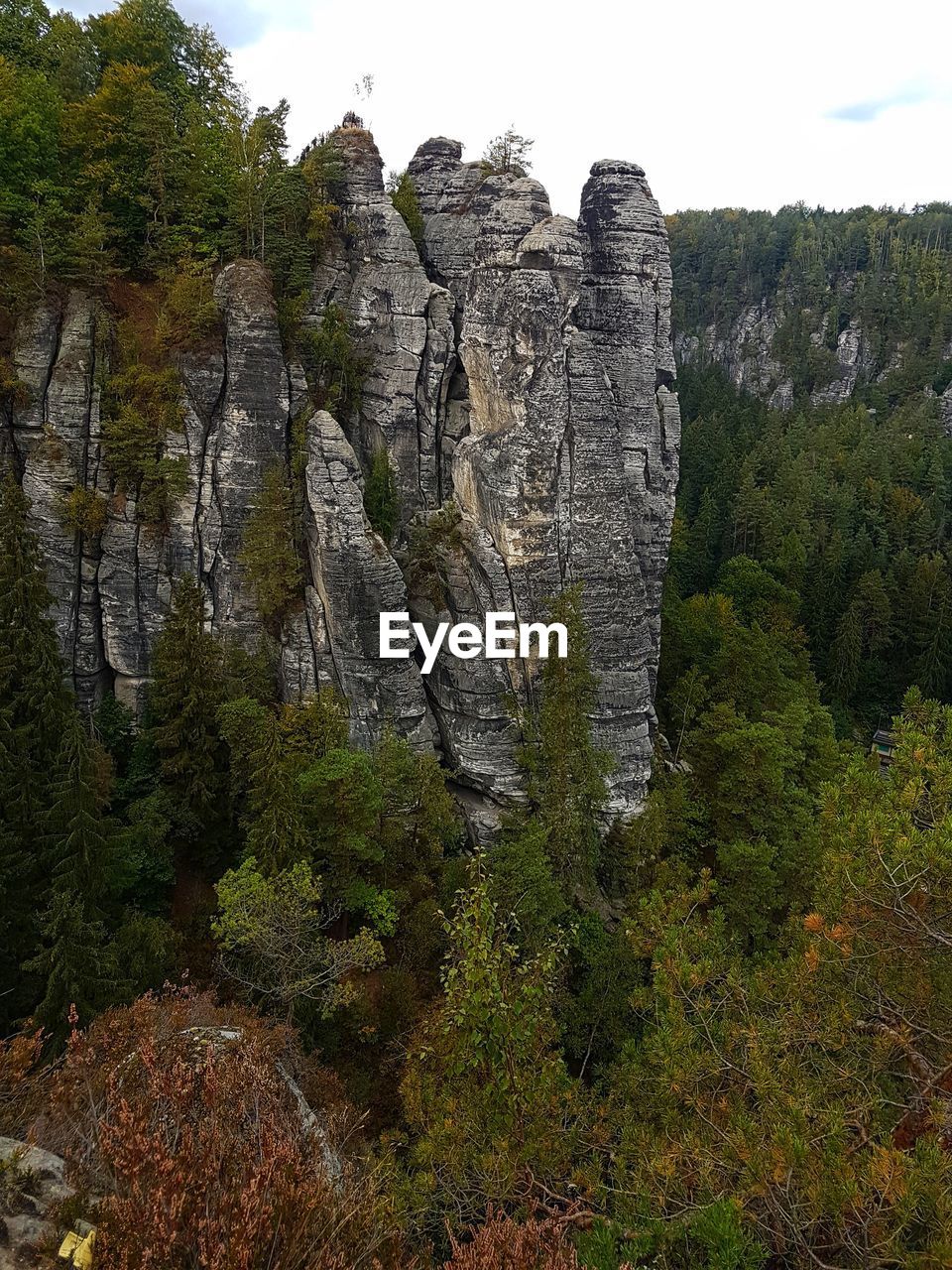 VIEW OF TREES ON ROCK FORMATION