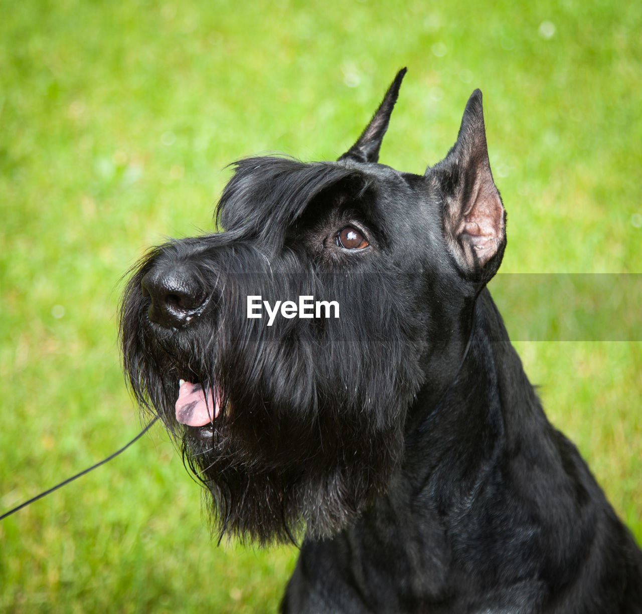 Dog's face, giant schnauzer, portrait, head outside the door, green grass in the background