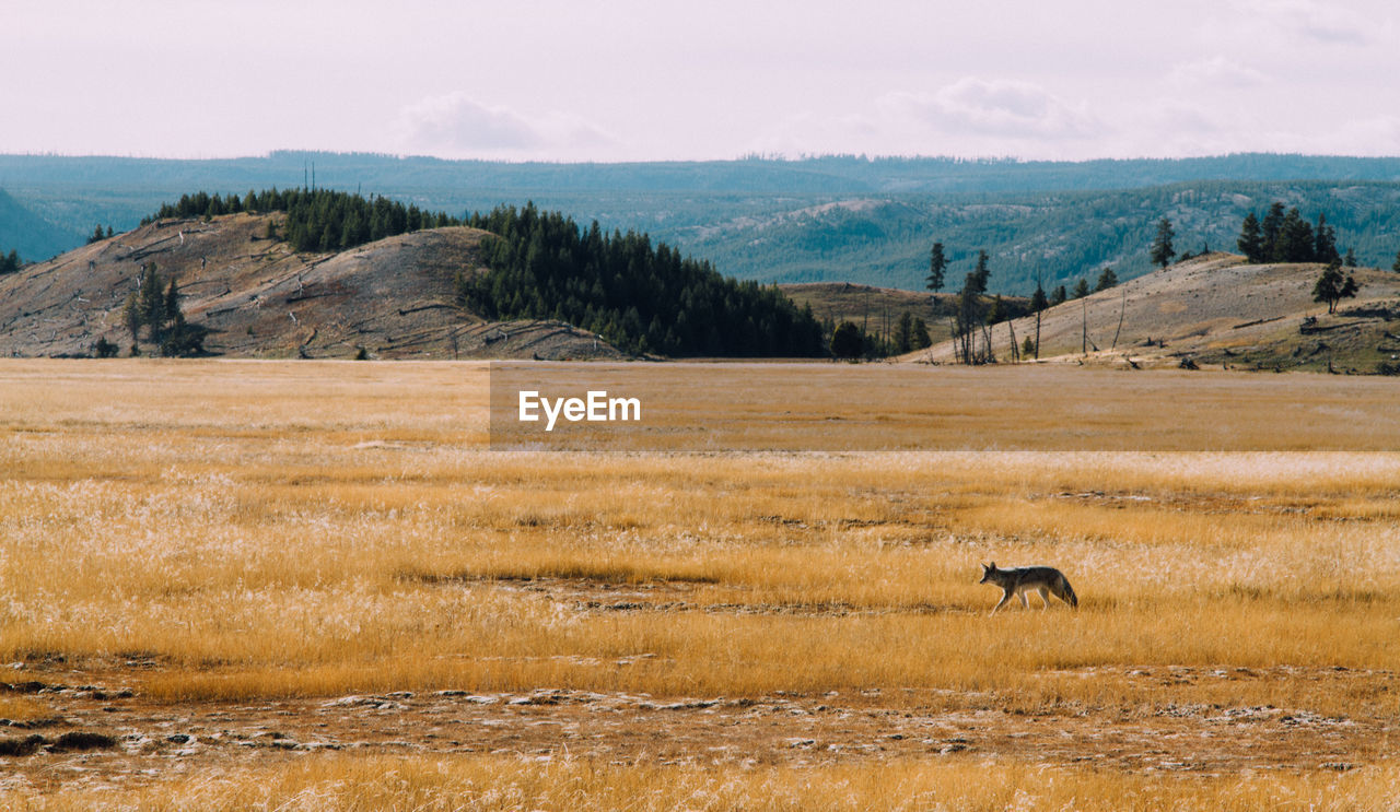 Fox walking on landscape in forest