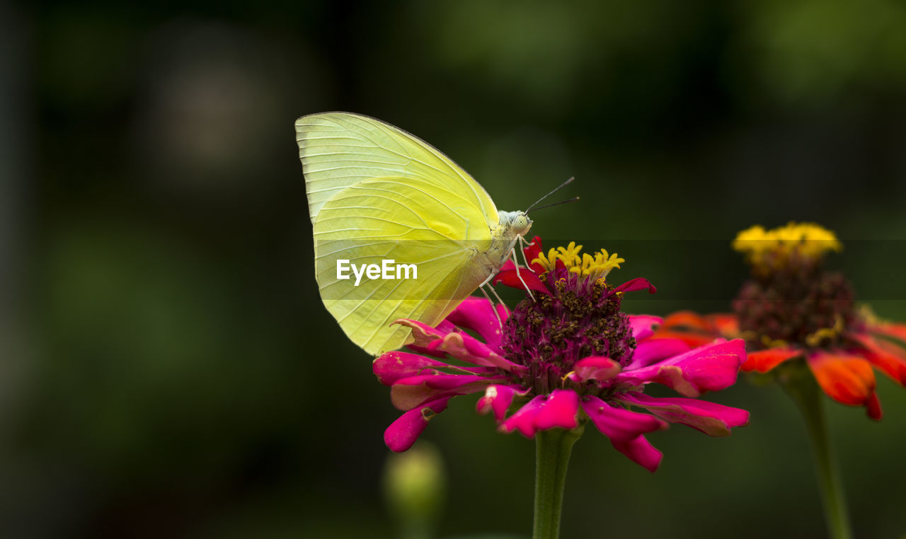 CLOSE-UP OF BUTTERFLY PERCHING ON PINK FLOWER