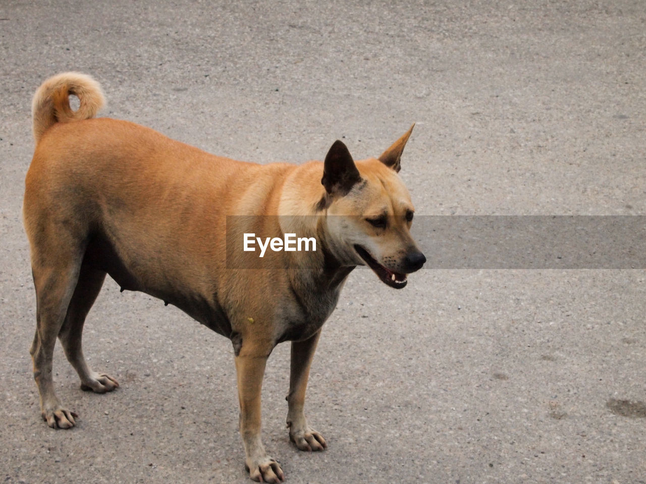 Side view of brown dog 