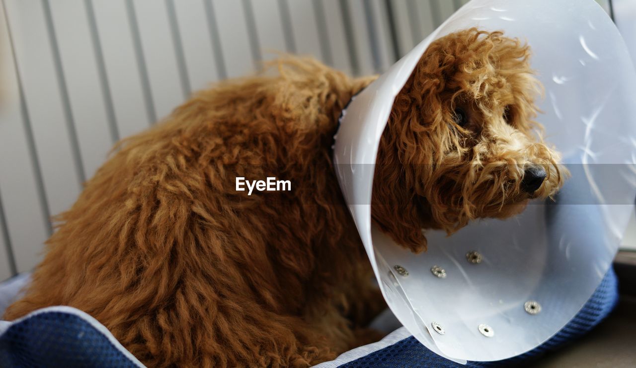 mammal, pet, dog, domestic animals, animal themes, animal, one animal, canine, brown, indoors, carnivore, no people