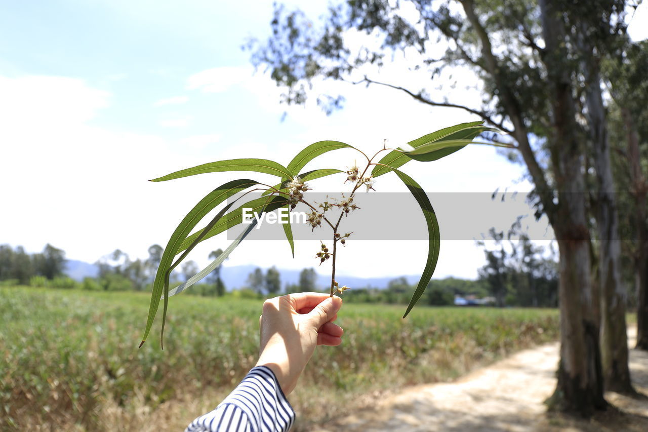 Cropped hand holding plant by field