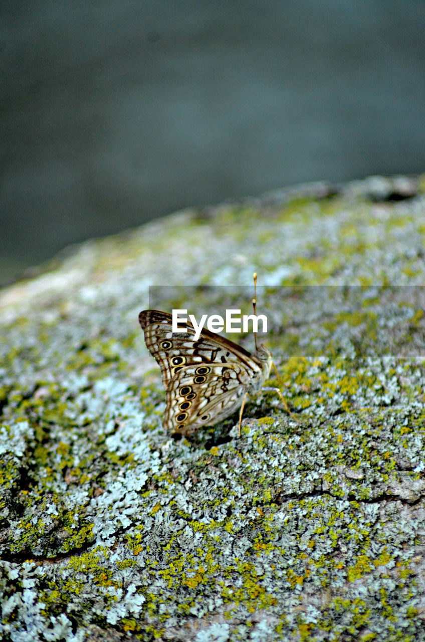 Butterfly on fungus