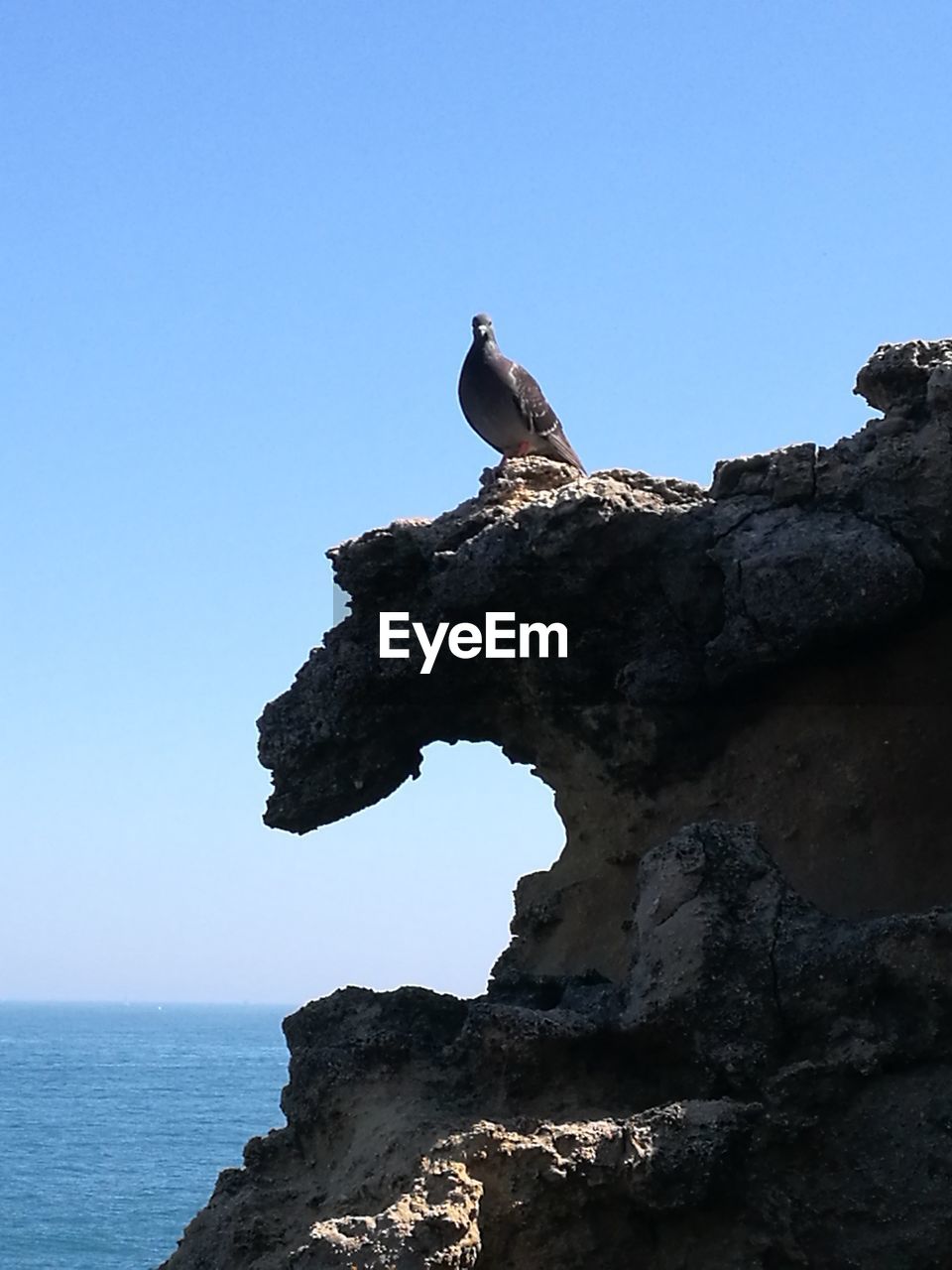 LOW ANGLE VIEW OF BIRD ON ROCK AGAINST CLEAR BLUE SKY