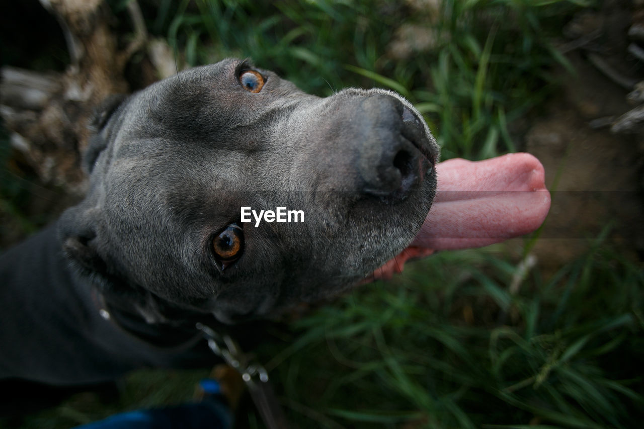 Close-up of dog on field