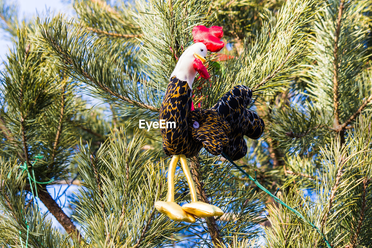 CLOSE-UP OF ROOSTER WITH TREES