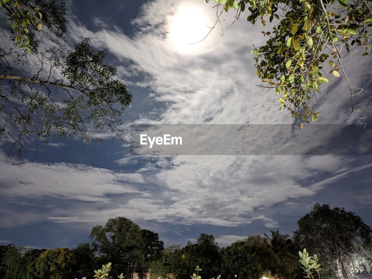 tree, sky, plant, nature, sunlight, cloud, morning, beauty in nature, outdoors, scenics - nature, environment, no people, tranquility, growth, land, landscape, dusk, tranquil scene