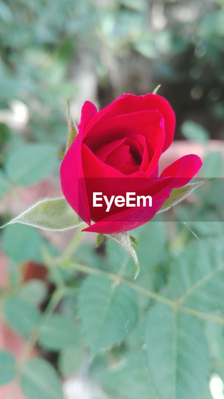 CLOSE-UP OF RED ROSES