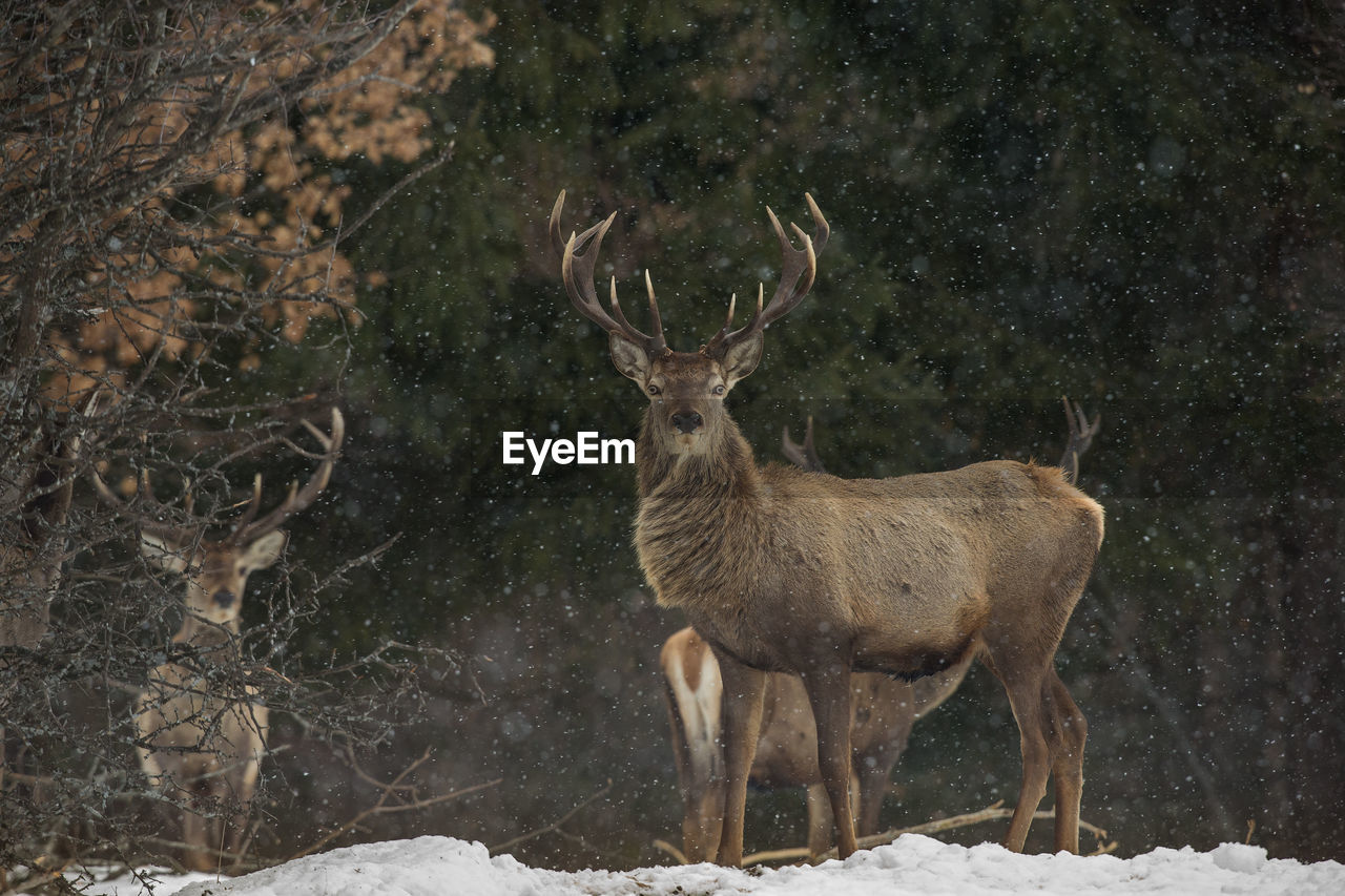 Portrait of stags during snow fall