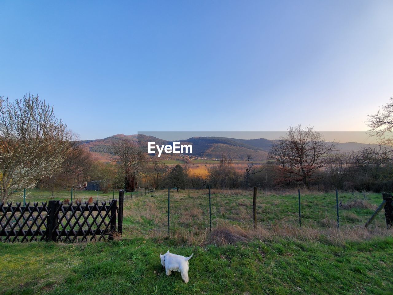 Scenic view of field against clear sky