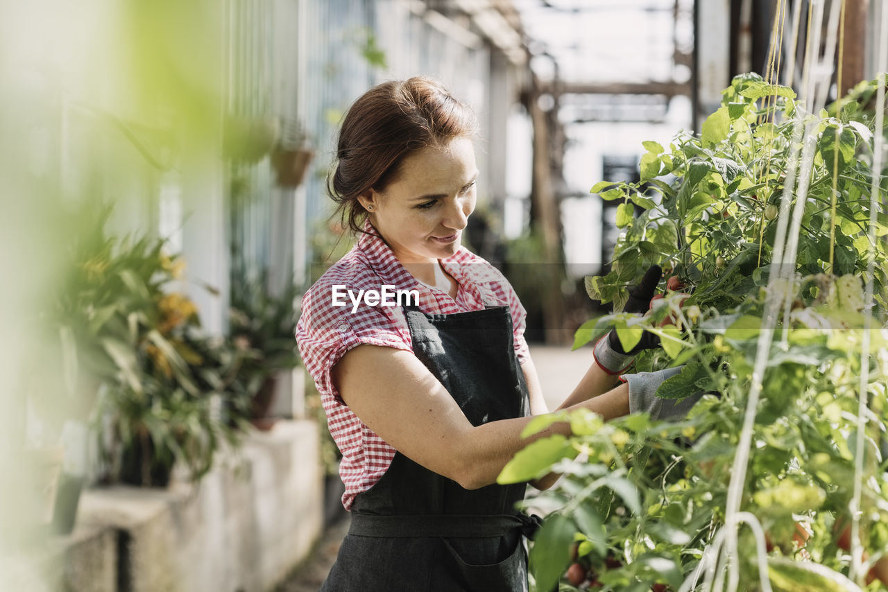 Female gardener working on potted plants in greenhouse