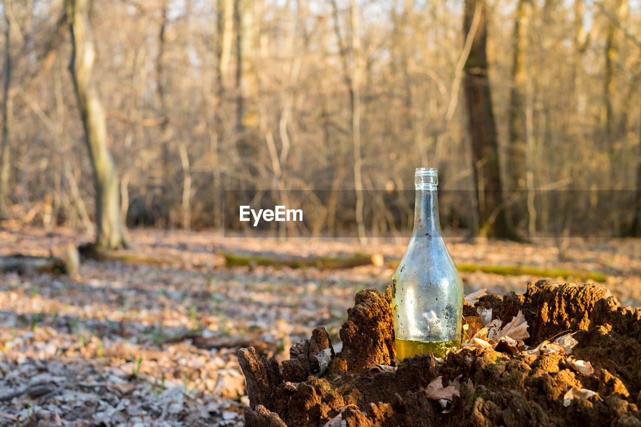 A glass bottle with a yellow liquid on a stump in the forest