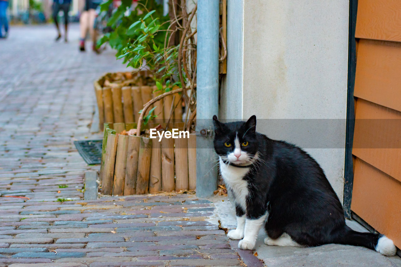 CAT SITTING ON A FOOTPATH