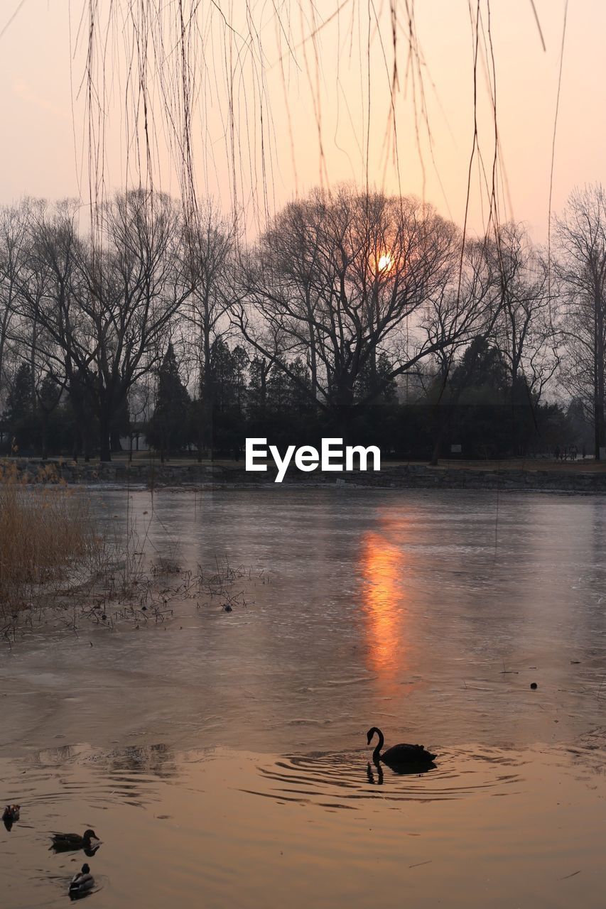 SWANS SWIMMING IN LAKE AGAINST SKY DURING SUNSET