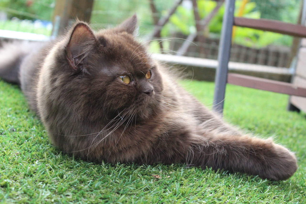 Brown cat relaxing in backyard