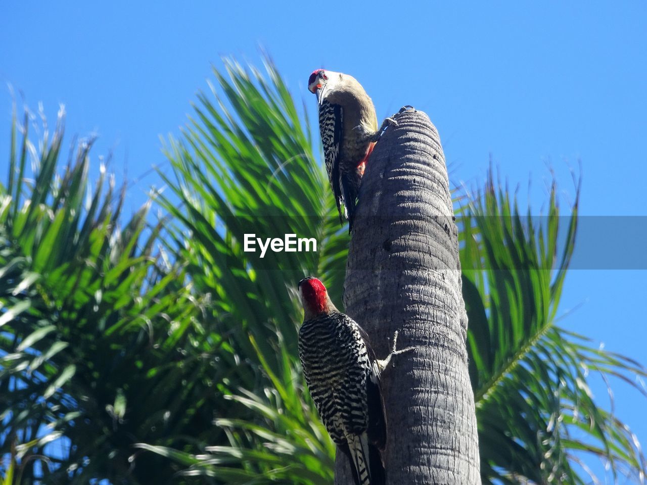 Low angle view of birds perching on plant against sky