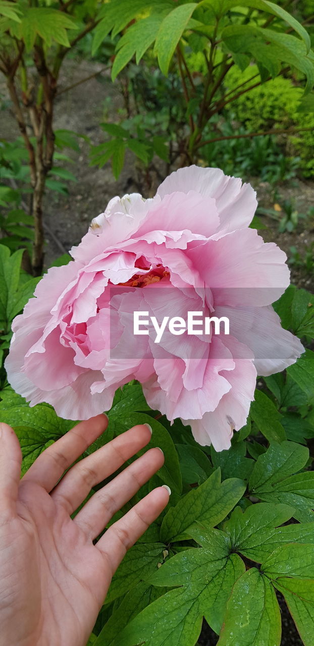 CLOSE-UP OF HAND HOLDING PINK ROSE