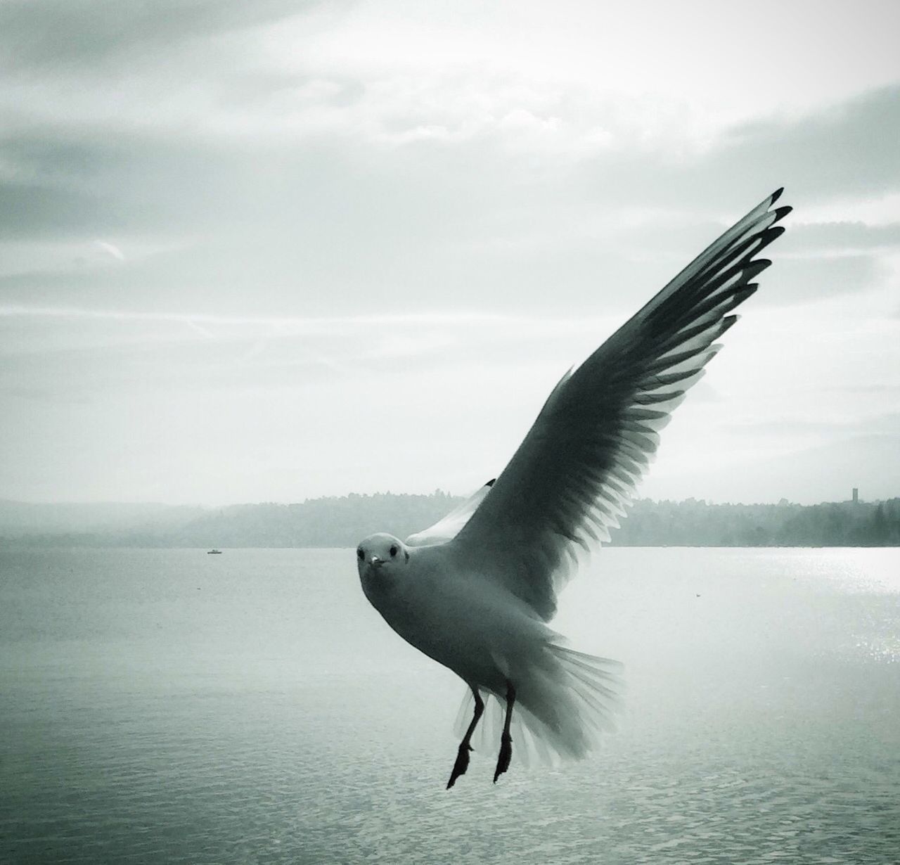 Portrait of seagull flying over sea against cloudy sky