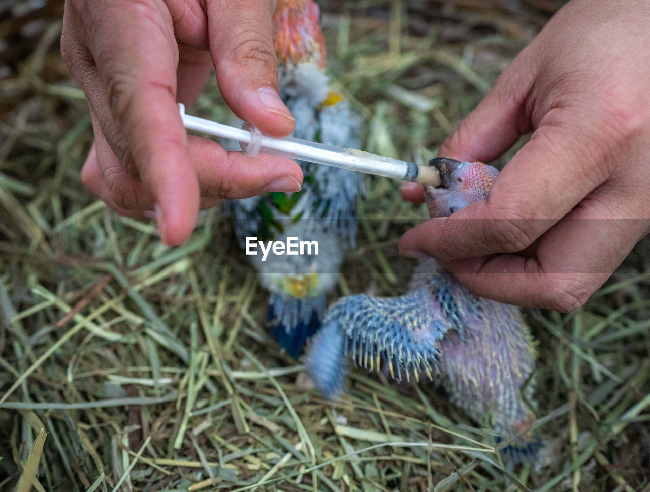 Hands of veterinarian feeding chick with injection