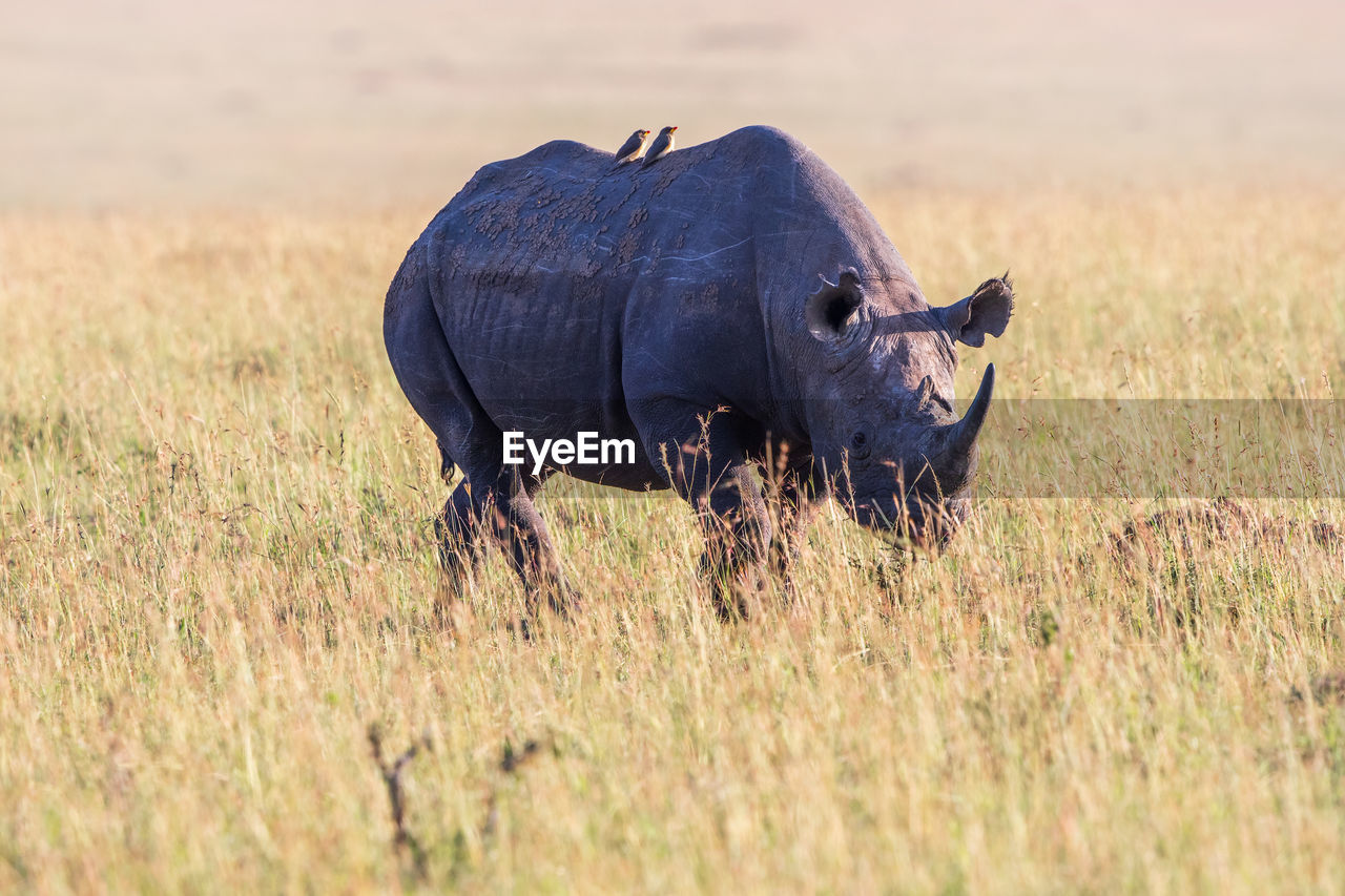 Black rhino with oxpeckers on the back at a savanna in africa