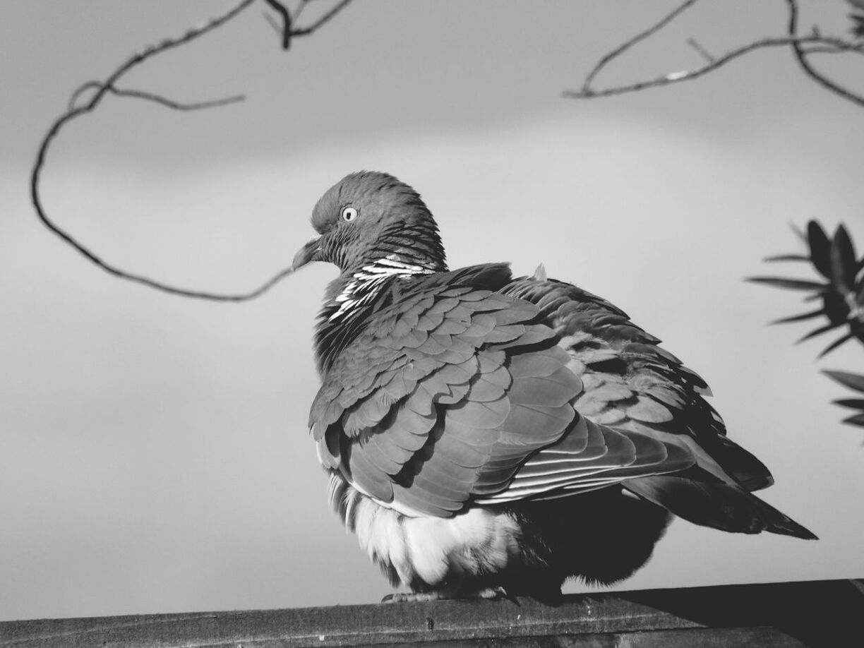 Close-up of pigeon