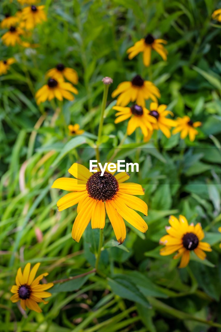 Yellow flowers blooming on field