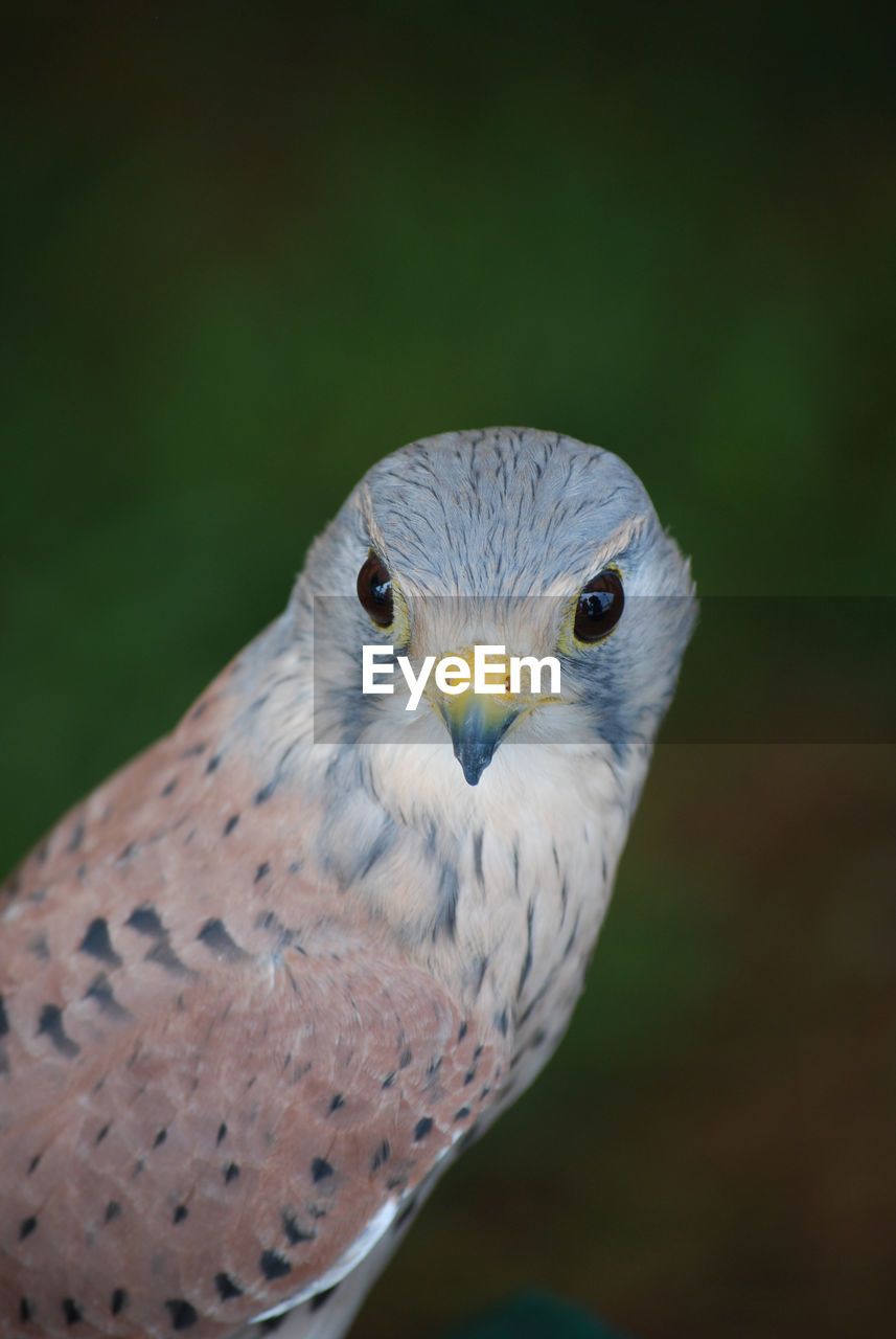 Pretty falcon with beautiful feathers