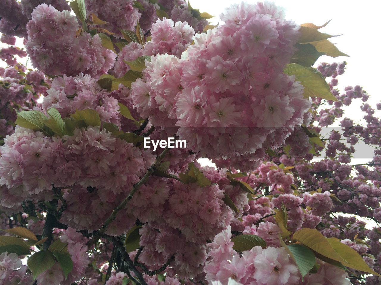 CLOSE-UP OF PINK FLOWERS BLOOMING ON TREE