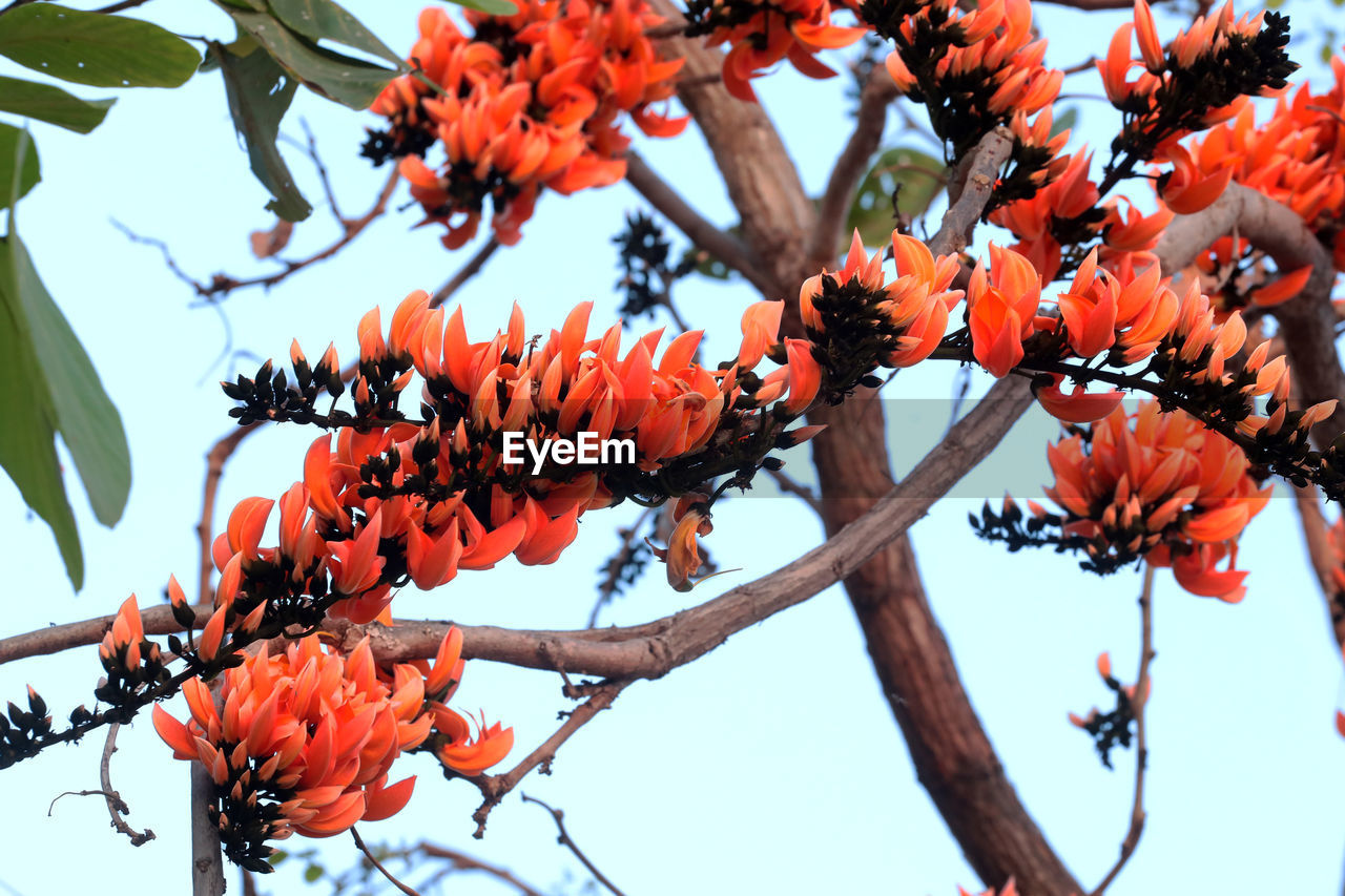 LOW ANGLE VIEW OF FLOWERING TREE AGAINST SKY