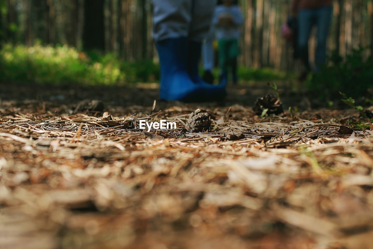 Low section of person standing in forest