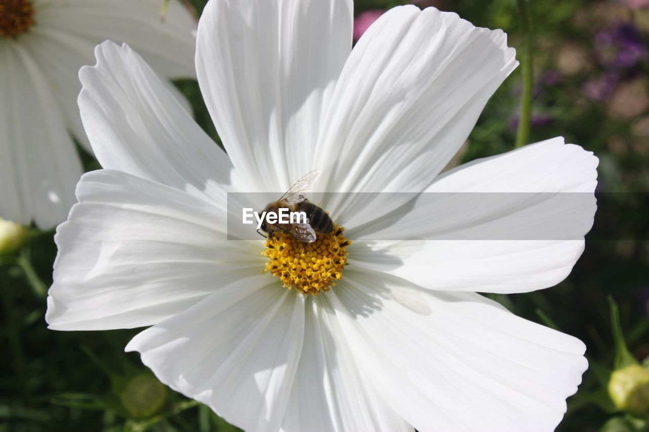 CLOSE-UP OF BEE POLLINATING WHITE FLOWER